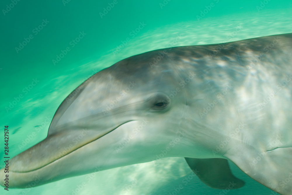 Fototapeta premium Bottlenose Dolphins (Tursiops truncatus) Caribbean Sea near Roatan, Honduras 