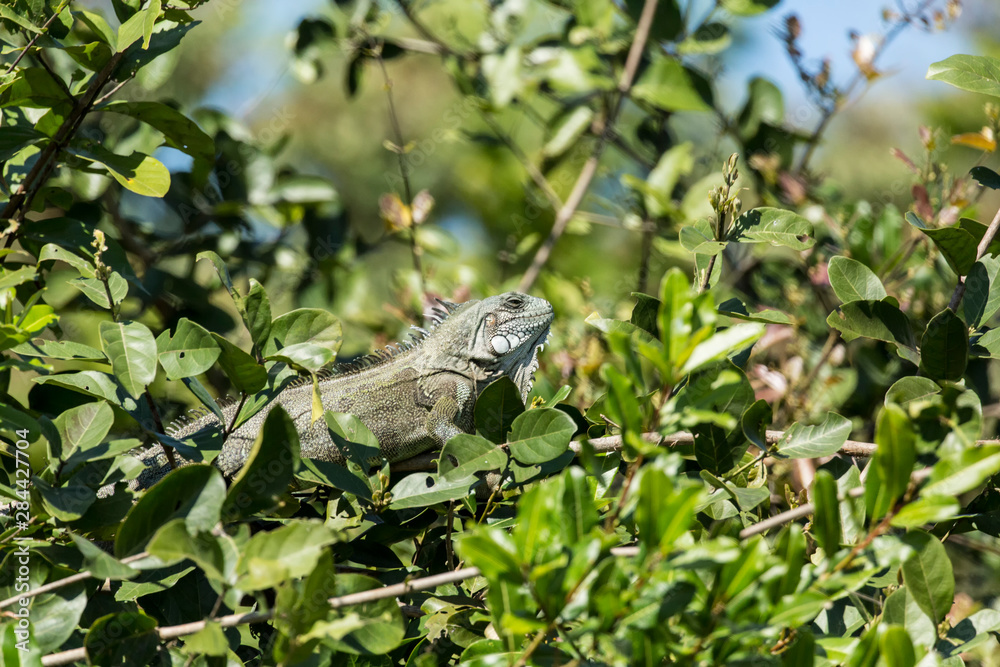 Pantanal, Mato Grosso, Brazil. Green Iguana perched in a small tree. Pantanal, Mato Grosso, Brazil. Green Iguana perched in a small tree.