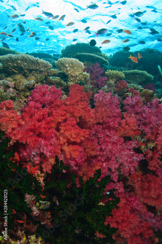 schooling Fairy Basslets (Pseudanthias squamipinnis) near Soft Corals (Dendronepthya sp.), Vibrant & Colorful, healthy Coral Reef, Bligh Water, Viti Levu, Fiji, South Pacific