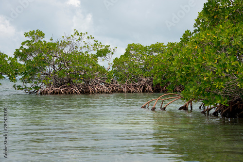 Belize, Tobacco Cay. Typical Red mangrove (Rhizophora mangle) habitat. photo