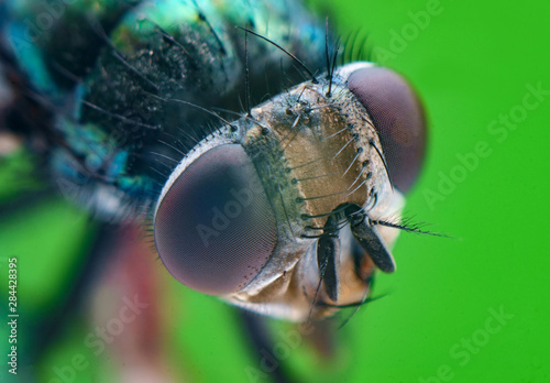 Common Green Bottle Fly photo