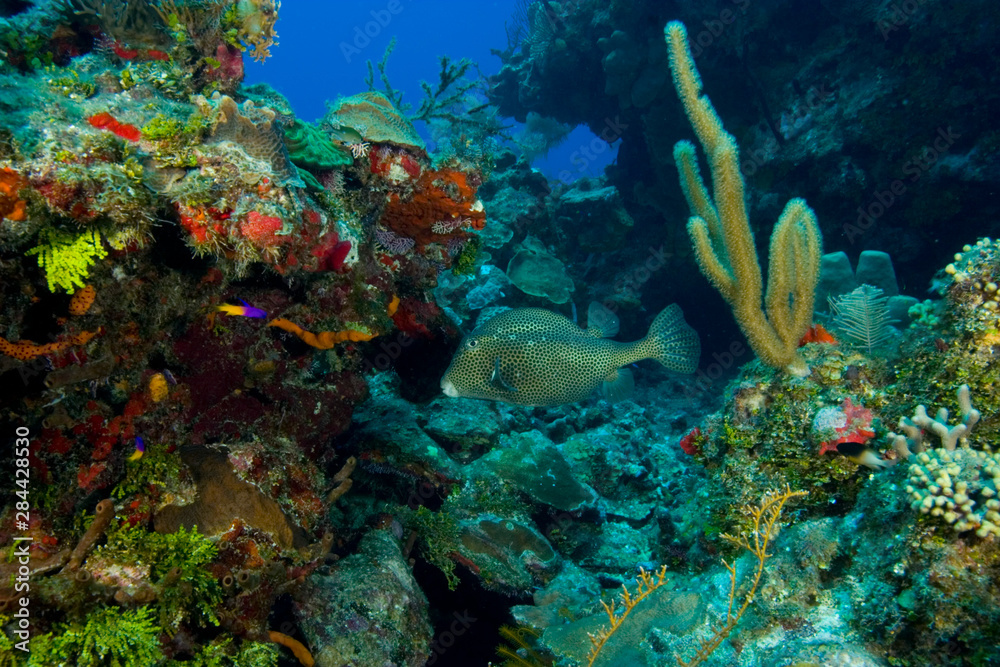 Fototapeta premium Trunkfish (Lactophrys triqueter) Hol Chan Marine Park, Ambergris Caye, Belize Barrier Reef-2nd Largest in the World 
