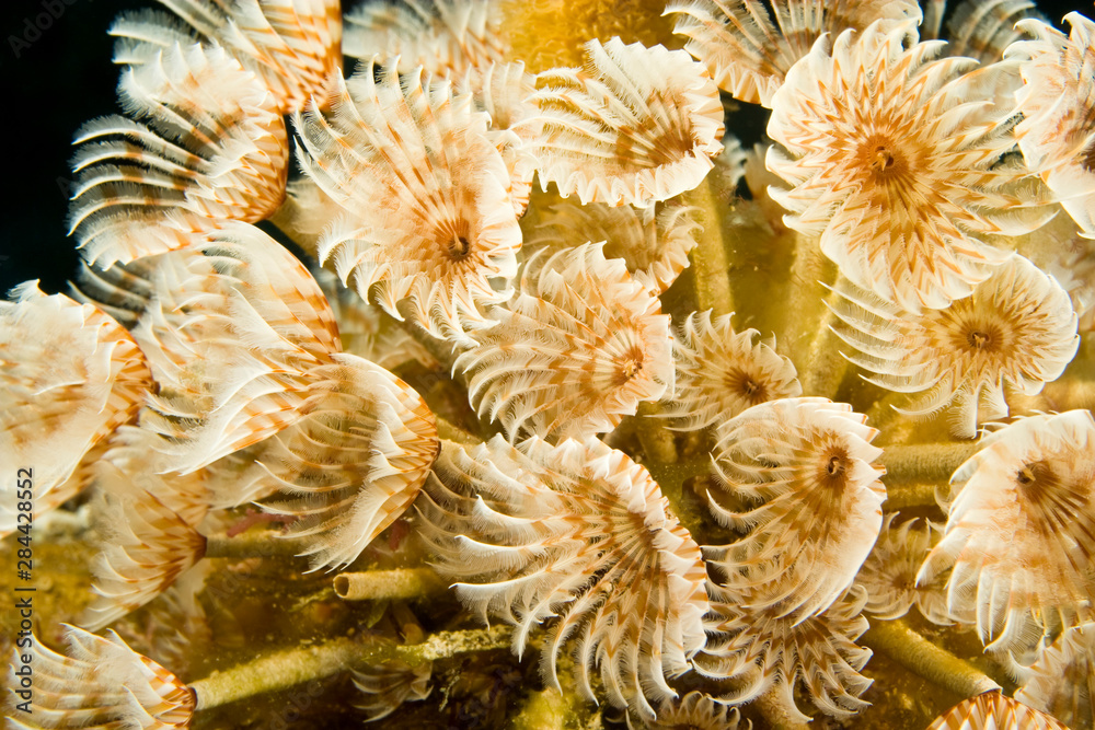 Social Feather Duster (Bispira brunnea) Hol Chan Marine Preserve, Belize Barrier Reef-2nd largest reef in the world