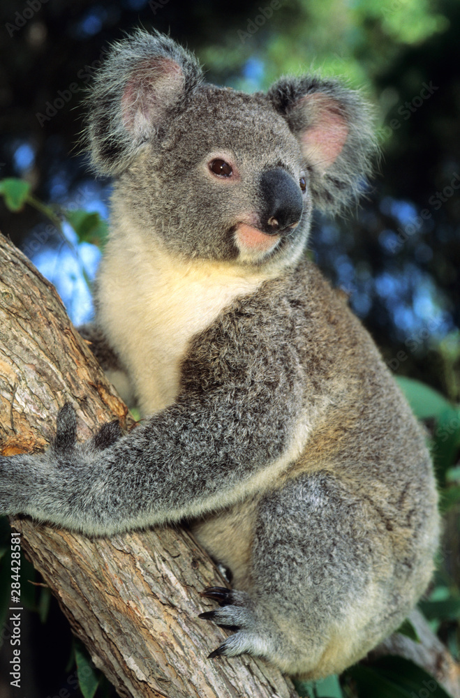 Obraz premium Koala, (Phascolarctos cinereus), Australia, portrait of a koala in an eucalyptus tree.
