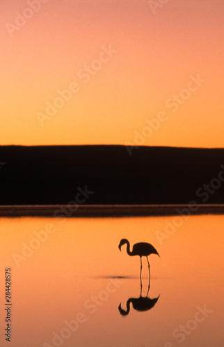 Wading flamingo at sunset  Atacama Desert  Chile