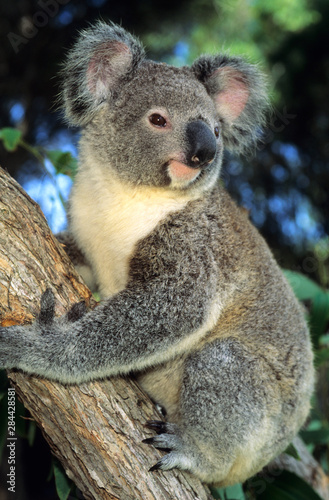 Koala   Phascolarctos cinereus   Australia  portrait of a koala in an eucalyptus tree.