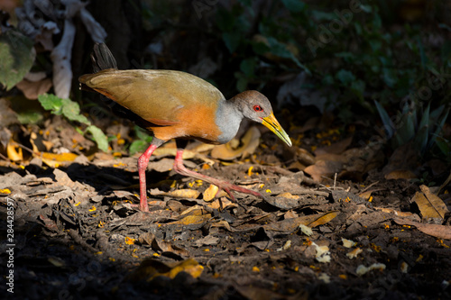 Brazil, Mato Grosso, The Pantanal, gray-necked wood rail (Aramids cajanea) searching for food in leaf litter. photo