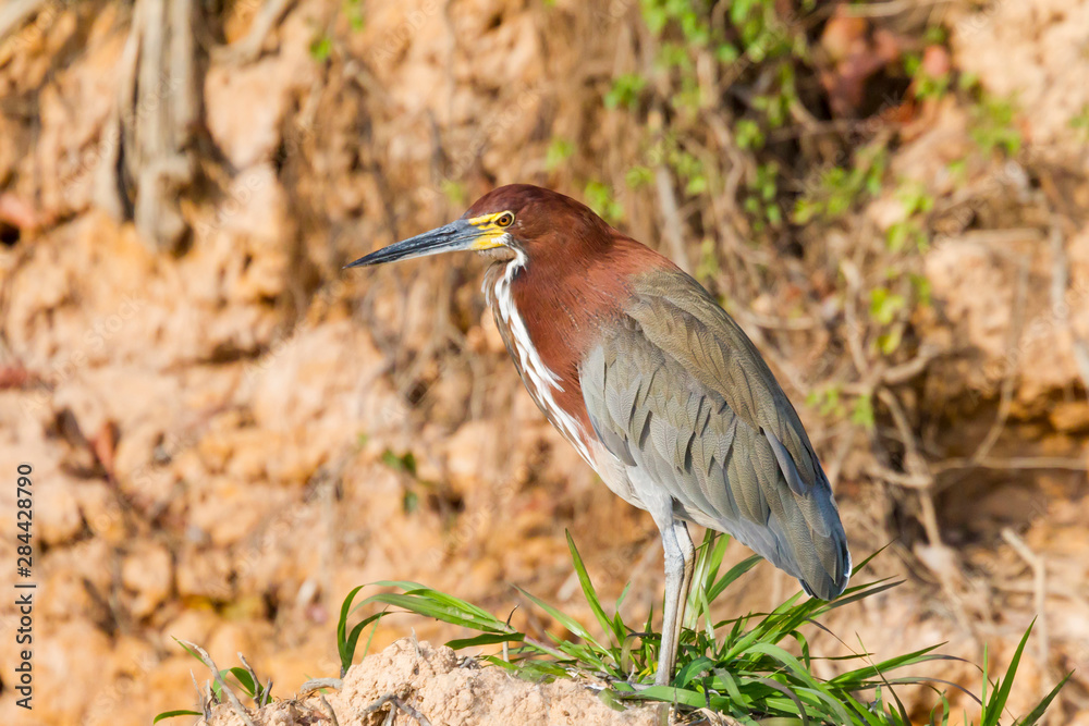 Obraz premium Brazil, Mato Grosso, The Pantanal, Rufescent tiger heron (Tigrisoma lineatum) on the river bank.