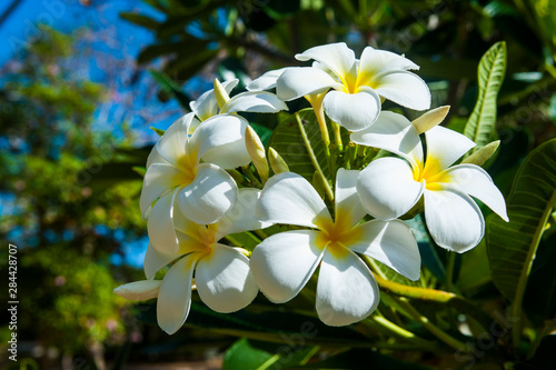 Photos Frangipani (Plumeria) Saipan, Northern Marianas, Central Pacific
