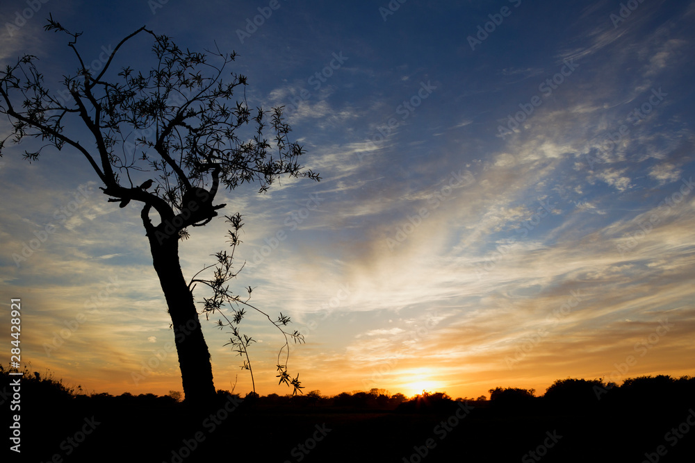 Ibera Marshes, Sunset, Rufous Hornero Nest Site Ibera Marshes, Sunset, Rufous Hornero Nest Site