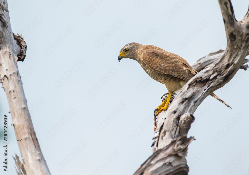 Belize, Ambergris Caye. Roadside Hawk hunts from a snag.