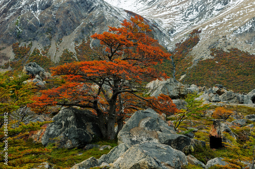 Argentina, Patagonia, Los Glaciares National Park, Lenga tree fall colors,. Credit as: Dennis Kirkland / Jaynes Gallery / DanitaDelimont.com