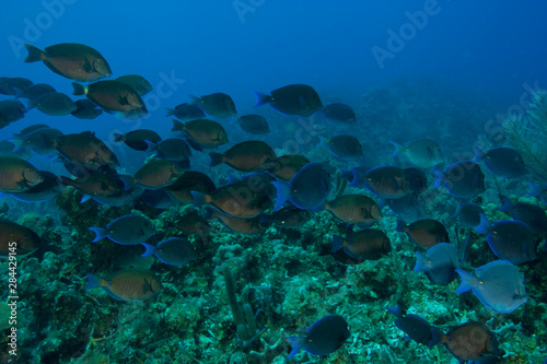 Large school of Blue Tang (Acanthurus coeruleus) Hol Chan Marine Preserve, Belize Barrier Reef-2nd largest reef in the world  photo