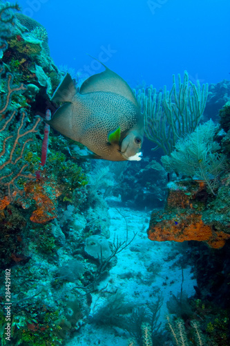 Gray Angelfish (Pomacanthus arcuatus) Hol Chan Marine Preserve, Belize Barrier Reef-2nd longest in the world 