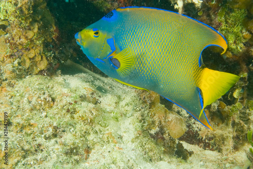 Queen Angelfish (Holacanthus ciliaris) Hol Chan Marine Park, Belize Barrier Reef-2nd Largest in the World 