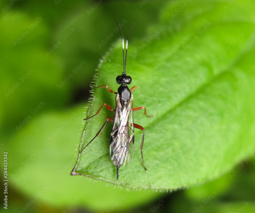 Ichneumonidae. a real rider. Hymenoptera insect. Ichneumonidae. a real rider. Hymenoptera insect.