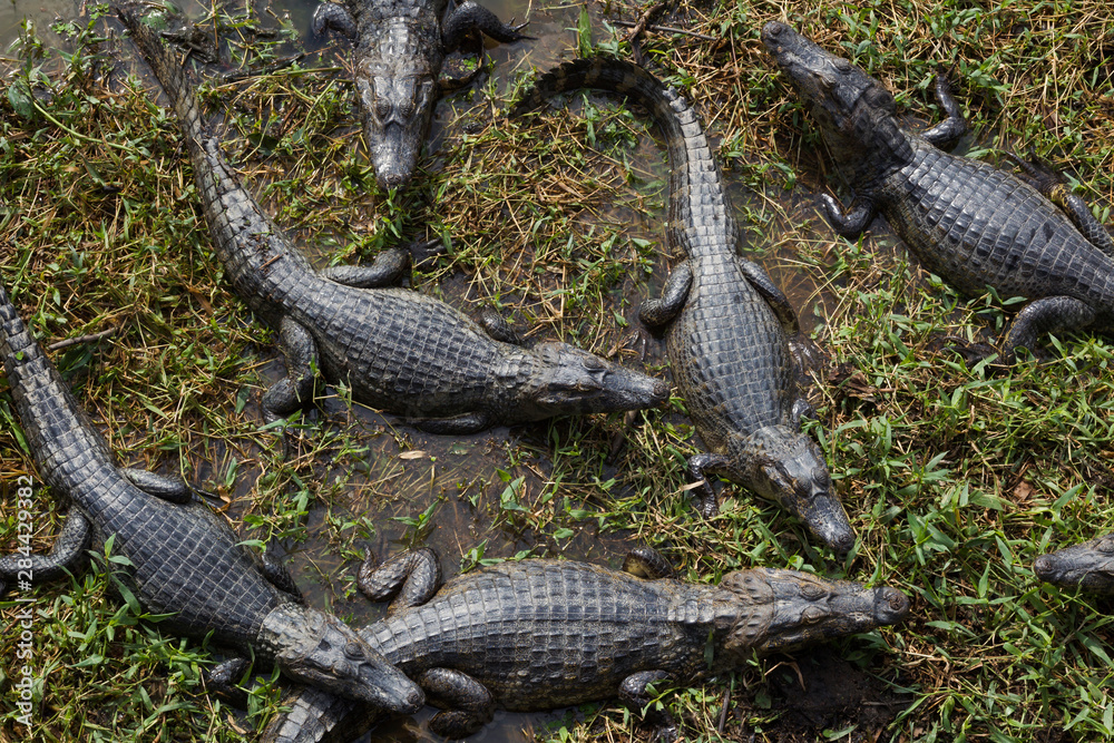 Fototapeta premium Brazil, Mato Grosso, The Pantanal, The Transpantaneira Highway, black caiman (Caiman niger). Caiman along the Transpantaneira Highway.