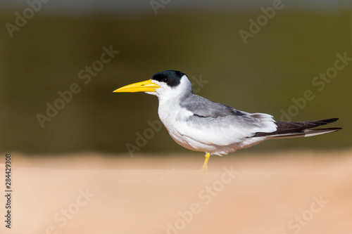 Brazil, Mato Grosso, The Pantanal, large-billed tern (Phaetusa simplex) on the beach.