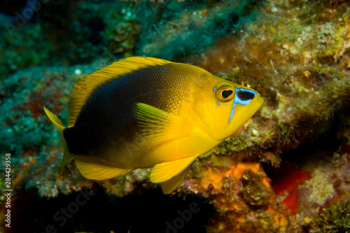 Shy Hamlet (Hypopletrus guttavarius) Hol Chan Marine Preserve, Belize Barrier Reef-2nd Largest in the World 