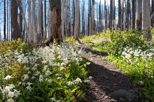 Fototapeta Naklejka Na Ścianę i Meble -  Wildflowers along mountain trail
