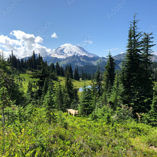 Mt Rainier from Chinook pass