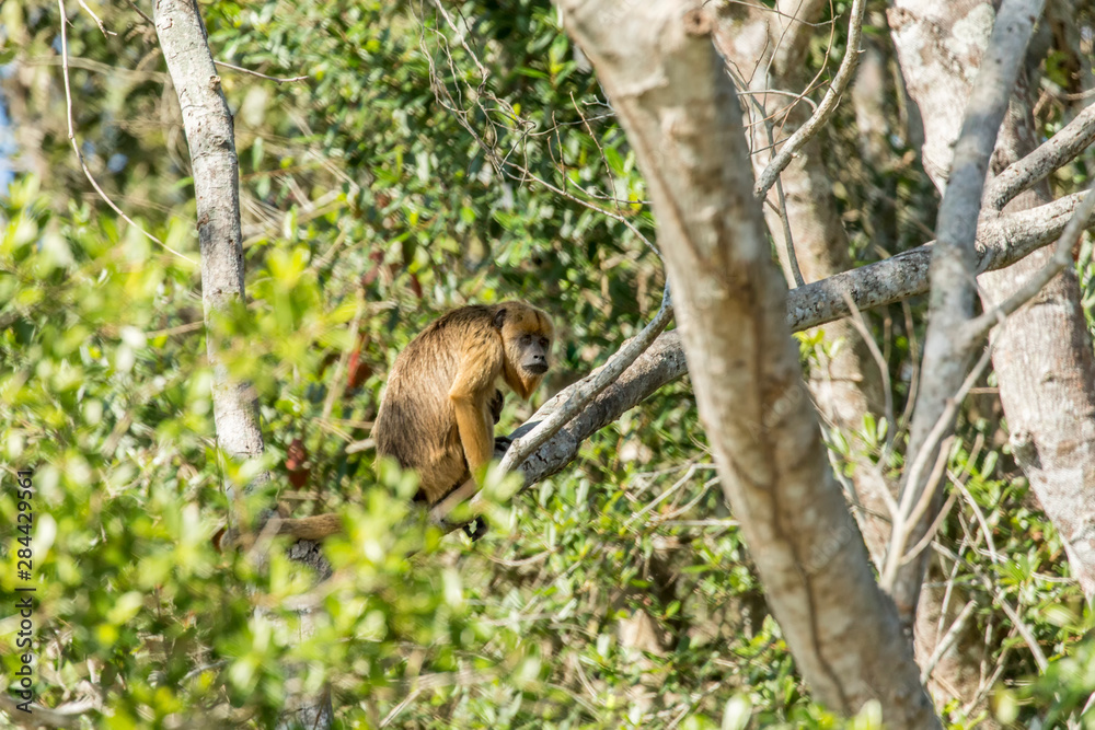 Obraz premium Pantanal, Mato Grosso, Brazil. Female Black Howler Monkey and baby (Alouatta caraya).