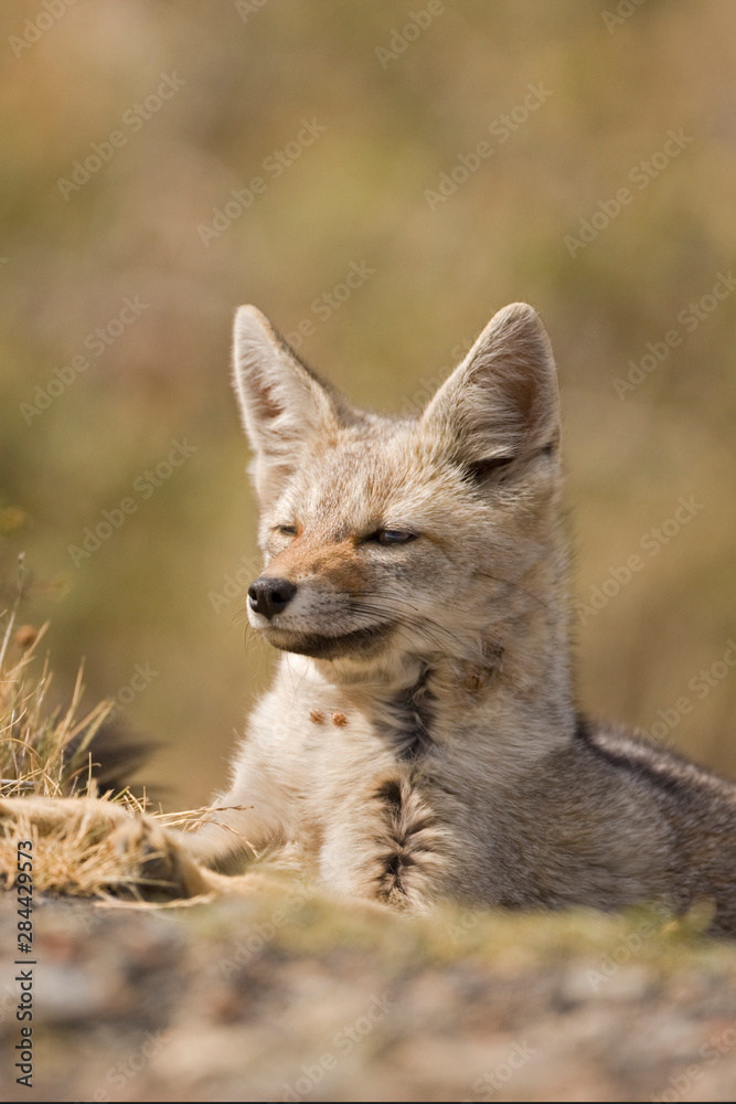 Chile, Torres del Paine National Park. Close-up of Patagonian Gray Fox. 