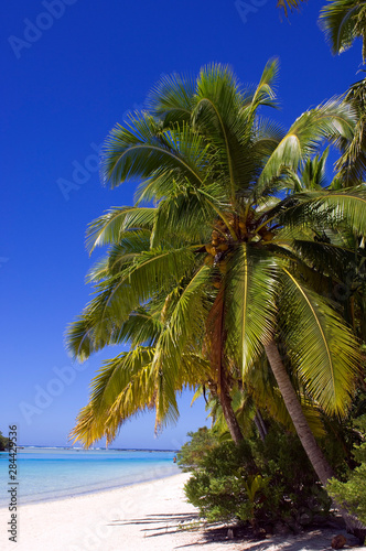 Fototapeta Naklejka Na Ścianę i Meble -  Palm lined beach Cook Islands