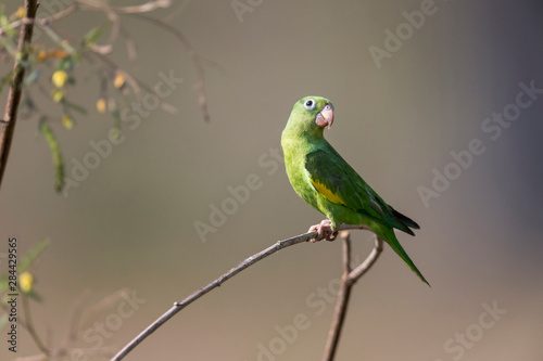 Brazil, Mato Grosso, The Pantanal, yellow-chevroned parakeet (Brotogeris chiriri). © Ellen Goff/Danita Delimont
