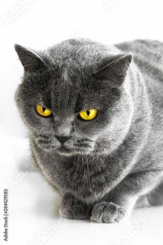 Fototapeta Naklejka Na Ścianę i Meble -  Portrait of a thoroughbred british cat on white background