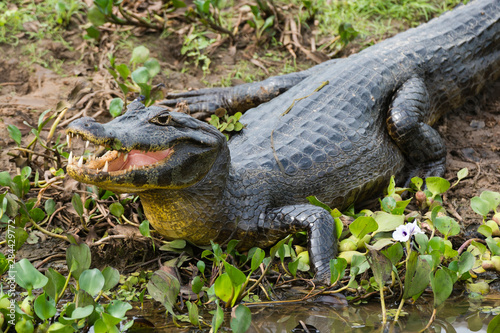 Yacare caiman (Caiman Crocodylus yacare), Pantanal, Mato Grosso, Brazil. photo