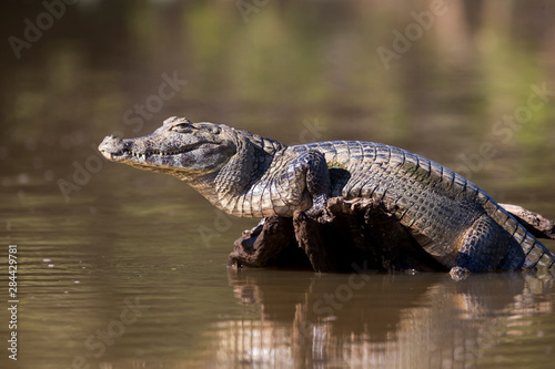 Brazil, Mato Grosso, The Pantanal, Rio Cuiaba, black caiman (Caiman niger) sunning itself. photo