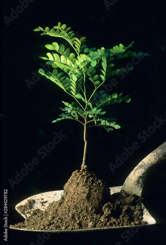 Pau Brasil (Caesalpinia echinata) Seedling, Endangered tree, Atlantic Forest, Brazil photo