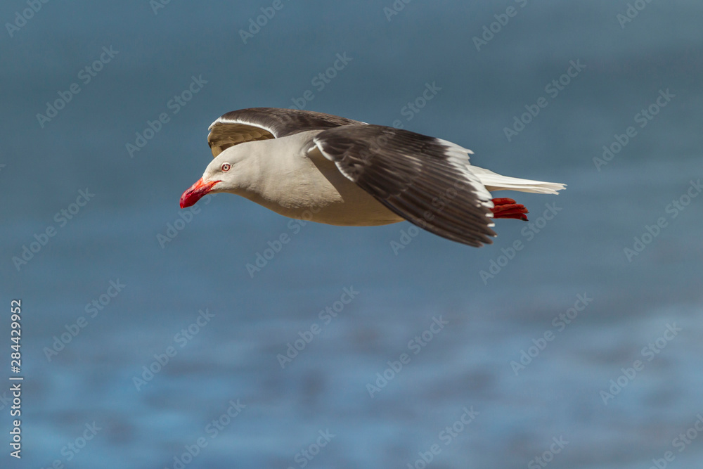 Obraz premium Falkland Islands, Carcass Island. Close-up of flying dolphin gull. Credit as: Cathy & Gordon Illg / Jaynes Gallery / DanitaDelimont.com