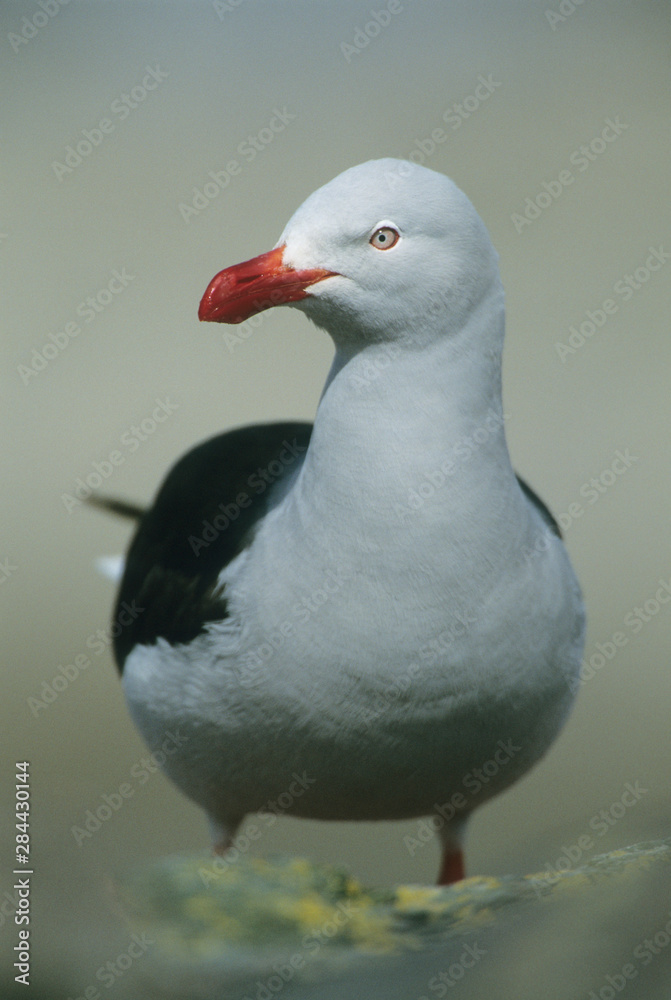 Dolphin Gull, (Larus scoresbii), adult, Saunders Island, Falkland Islands. Dolphin Gull, (Larus scoresbii), adult, Saunders Island, Falkland Islands.