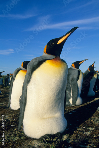King Penguin   Aptenodytes patagonicus   incubating  Volunteer Point  Falkland Islands.