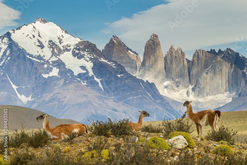 Chile, Patagonia, Torres del Paine. Guanacos in field. Credit as: Cathy & Gordon Illg / Jaynes Gallery / DanitaDelimont.com