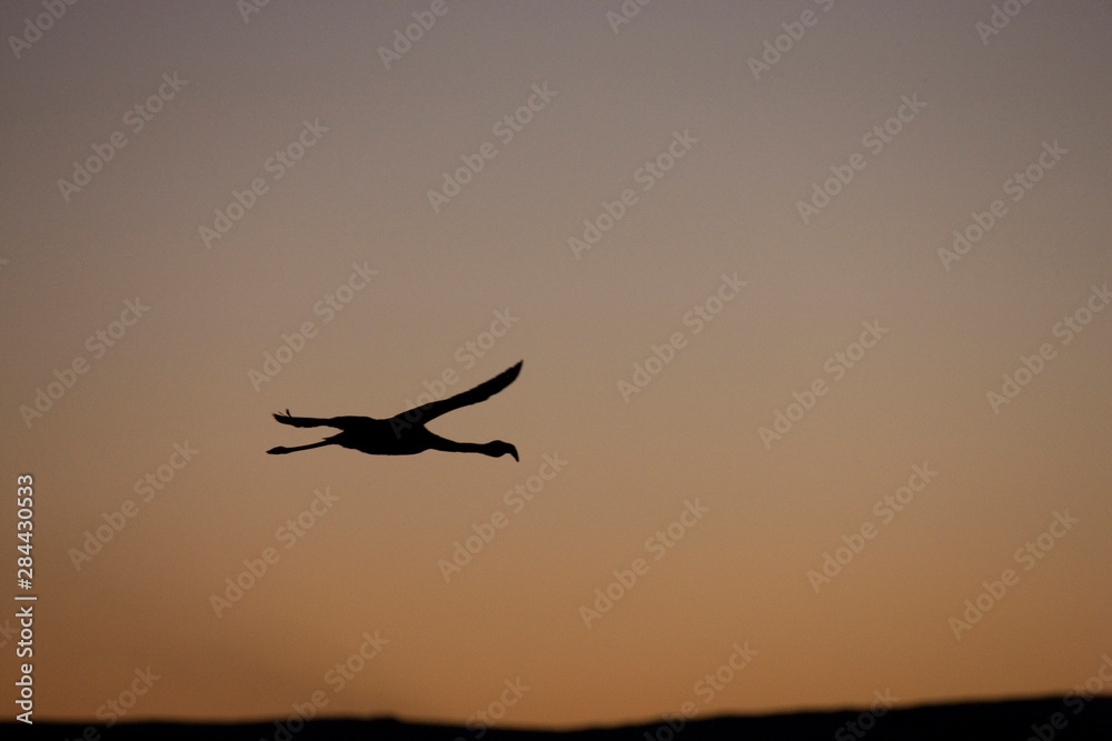 A Chilean flamingo in flight over Atacama Salt Lake after sunset