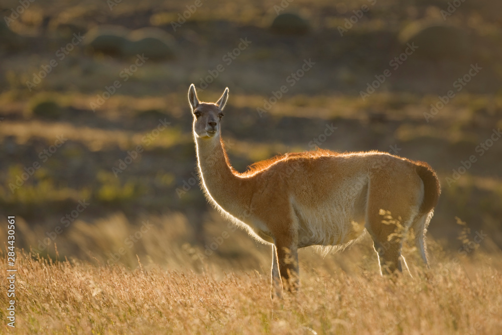 Chile, Torres del Paine National Park. Close-up of guanaco backlit by sunrise. Chile, Torres del Paine National Park. Close-up of guanaco backlit by sunrise.