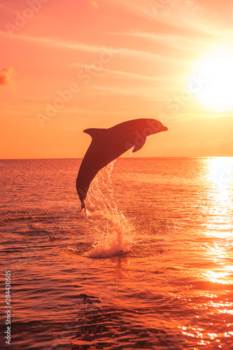 Bottlenose Dolphins  Tursiops Truncatus  Caribbean Sea  near Roatan  Honduras