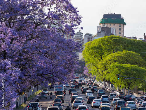 Jacaranda trees on Avenida Pres. Figueroa Alcorta in Recoleta. Buenos Aires, capital of Argentina. photo