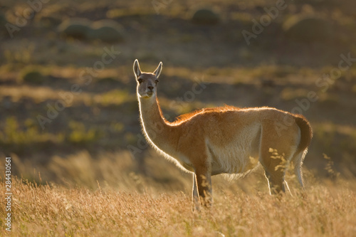 Chile, Torres del Paine National Park. Close-up of guanaco backlit by sunrise. 