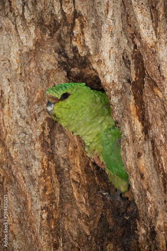 Chile, Torres del Paine National Park. An Austral Parakeet looks out from nesting site in a small tree hollow.  photo