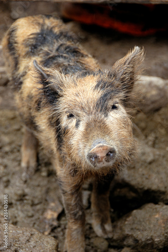 Ecuador, Manta. Small town of El Aromo, spotted barnyard pig.