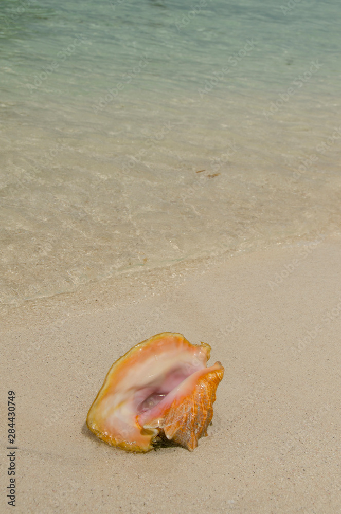 Belize, Caribbean Sea, Glover's Reef. Conch shell on Belizean beach. Belize, Caribbean Sea, Glover's Reef. Conch shell on Belizean beach.