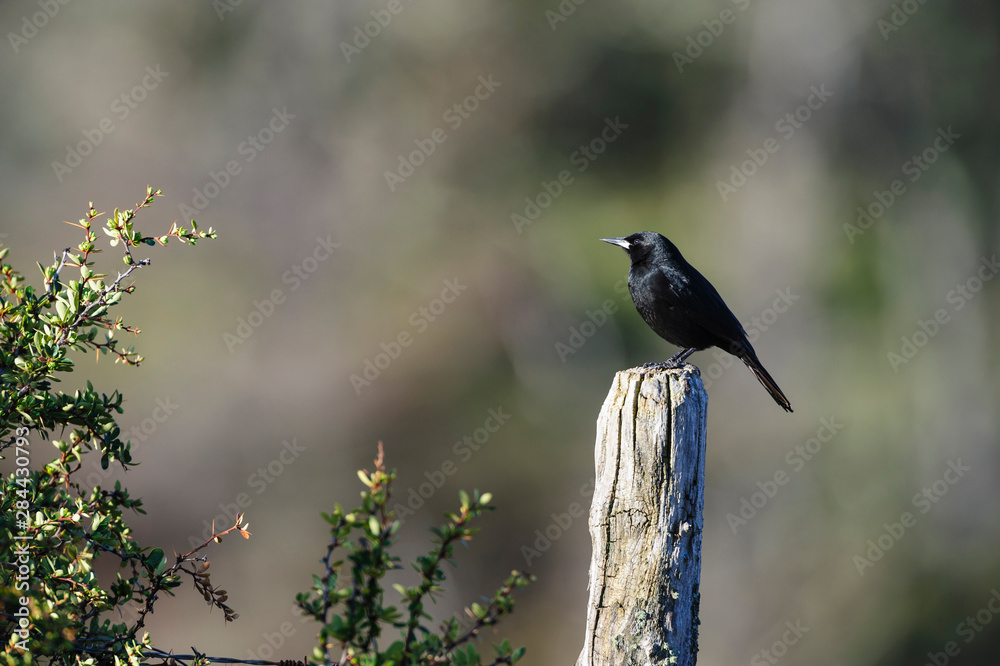 Chile, Aysen, Villa Frei. Austral Blackbird (Curaeus curaeus). Chile, Aysen, Villa Frei. Austral Blackbird (Curaeus curaeus).