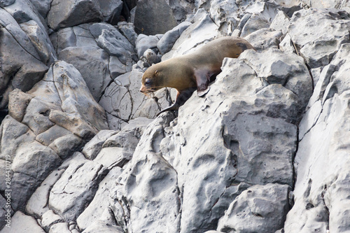Ecuador, Galapagos Islands, Isabela, Punta Vicente Roca, Galapagos fur seal (Arctocephalus galapagoensis) on rocks.