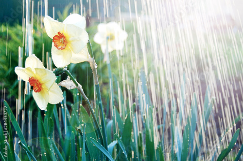 Watering white yellow daffodils, spring sunshine and waterdrops. April showers bring may flowers. photo