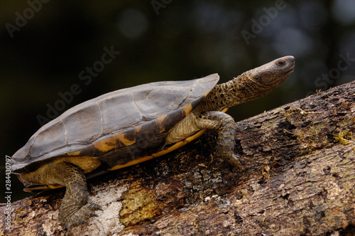 Twist-necked turtle (Platemys platycephala) Amazon rainforest. Ecuador. South America.
