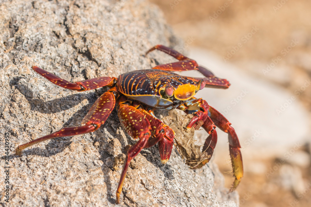 Ecuador, Galapagos National Park. Close-up of Sally light foot crab. Credit as: Cathy and Gordon Illg / Jaynes Gallery / DanitaDelimont. com Ecuador, Galapagos National Park. Close-up of Sally light foot crab. Credit as: Cathy and Gordon Illg / Jaynes Gallery / DanitaDelimont. com